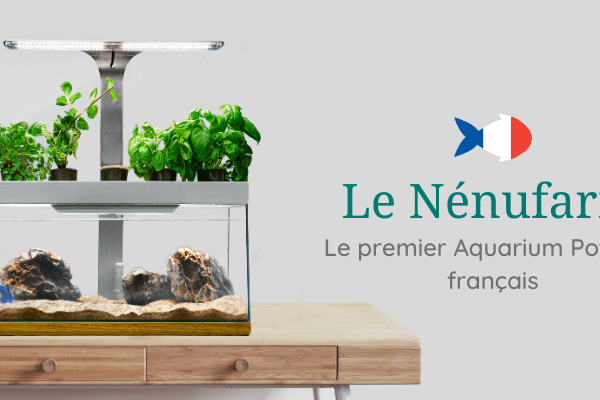 Jeunes diplômés, ils créént Nénufarm, l’aquarium potager « made in France ».